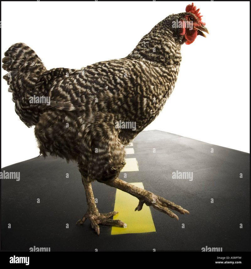 Een Verkenning van het Bekende Gokspel Chicken Road in Nederland